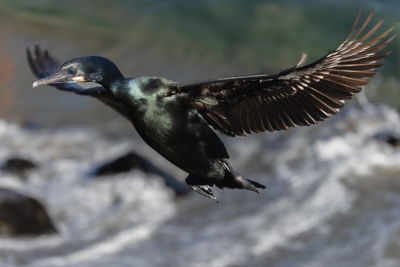 Brandts-Cormorant;Flying-Bird;Phalacrocorax-penicillatus;Photography;action;acti